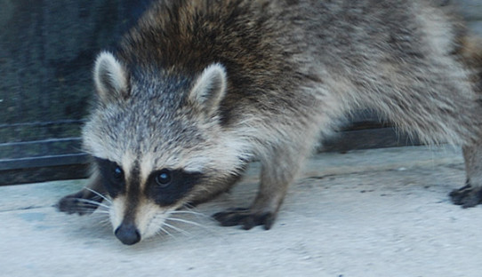 Raccoon Removal in Evansville