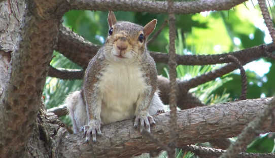 Squirrel Removal in Evansville